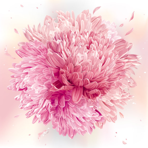 粉色菊花花卉摄影