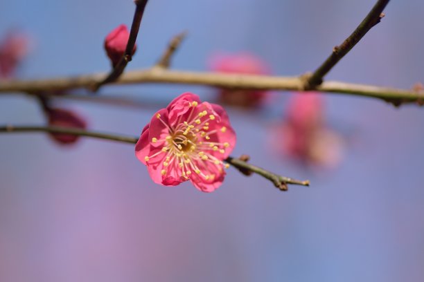 梅花小清新印花