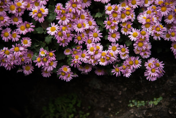 淡紫色菊花