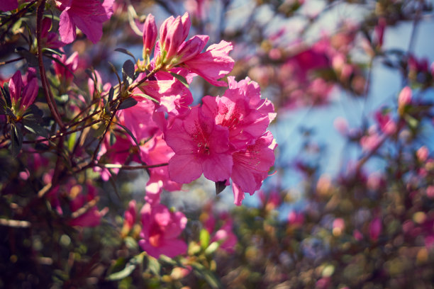 杜鹃花城