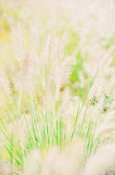 野生植物