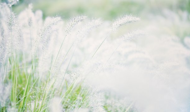 野生植物