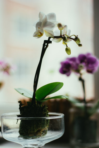 蝴蝶兰 植物 景观 摄影 兰花