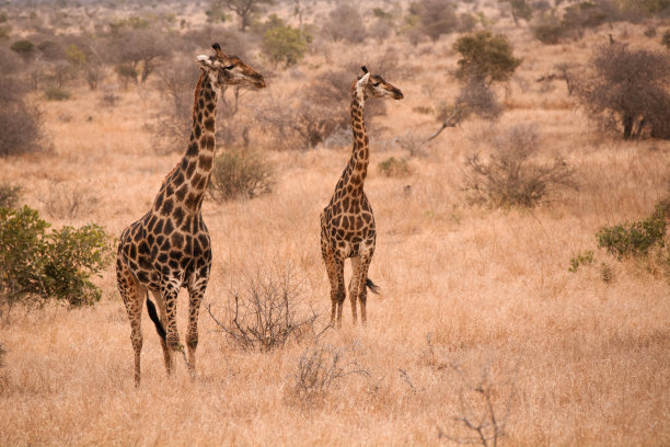 南非长颈鹿