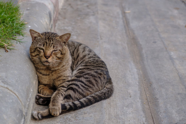 蹲着的小猫