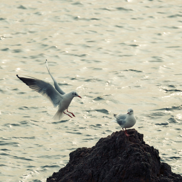 青岛海鸥