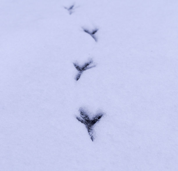 白雪上的脚印