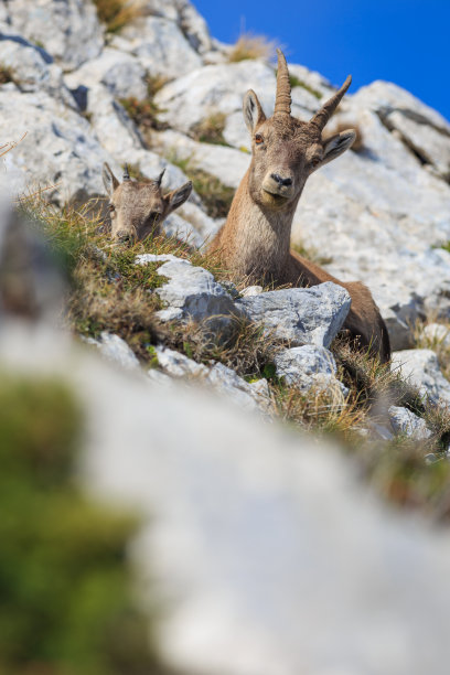 vercors