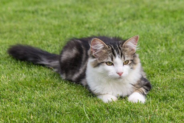 躺着的布偶猫,猫咪,宠物猫