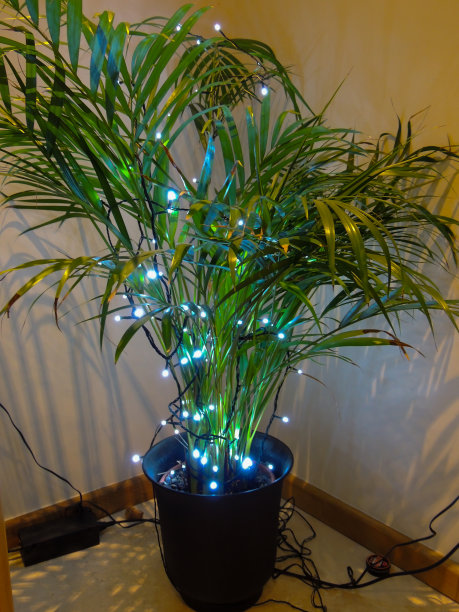 绿色植物彩灯装饰