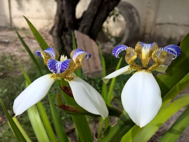 巴西鸢尾花