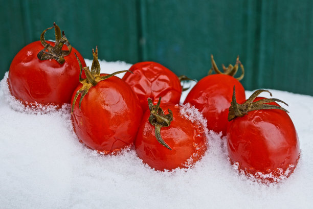 小雪腌菜