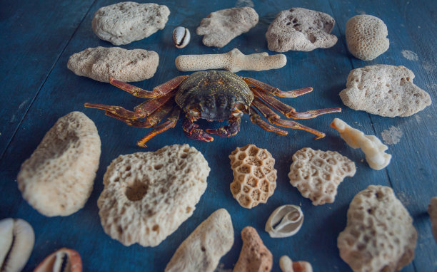 海底生物化石