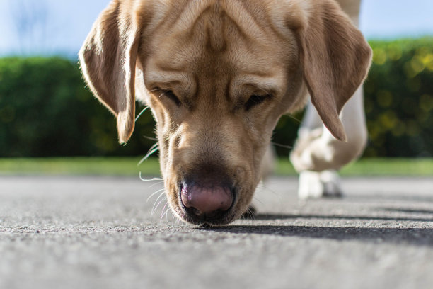 寻回犬