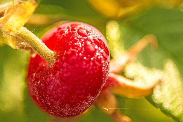 rugosa