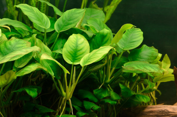 水生生物多样性背景