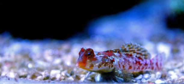 珊瑚桂鱼