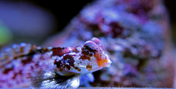 珊瑚桂鱼