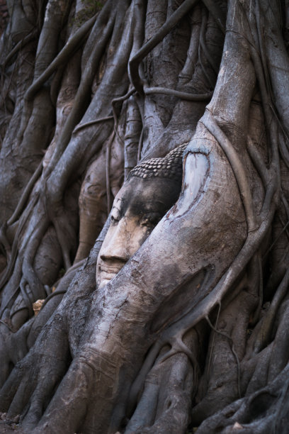 雕塑树根