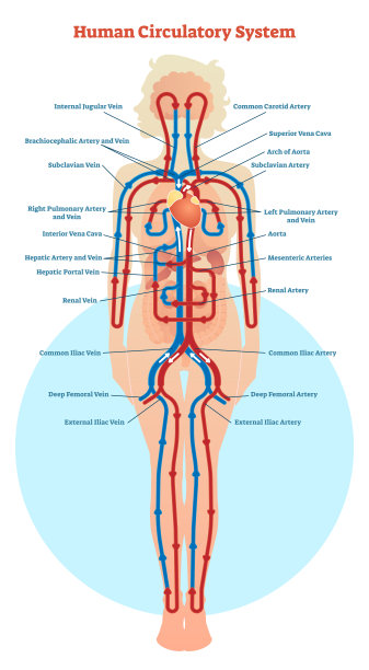 内科解剖图