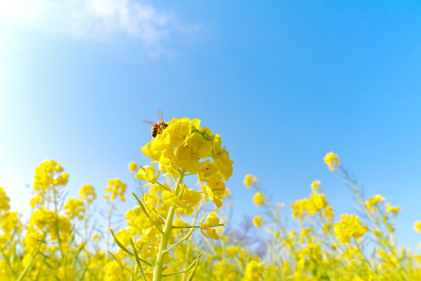 油菜花地