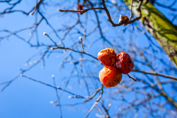 rugosa