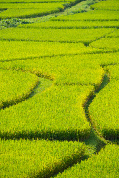 油菜花梯田