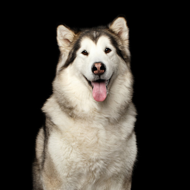 阿拉斯加雪橇犬