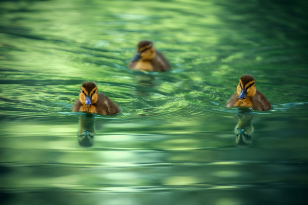 水中一群鸭子
