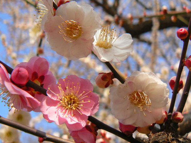 酸梅花