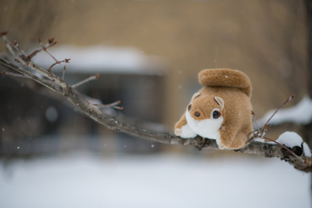雪地松鼠