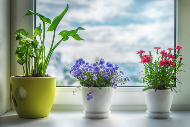 室内植物