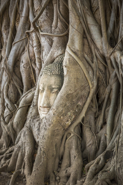 佛教智慧树菩提树