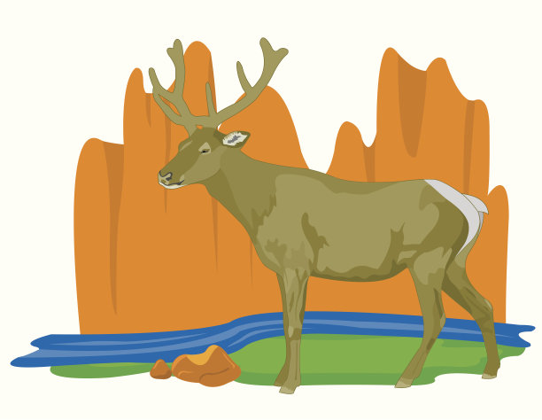 马鹿,自然,野生动物,动物,鹿角,哺乳纲,鹿,小溪,绘画插图,雄鹿