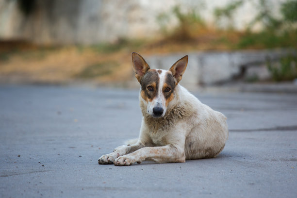 孤单狗犬小狗孤独寂寞