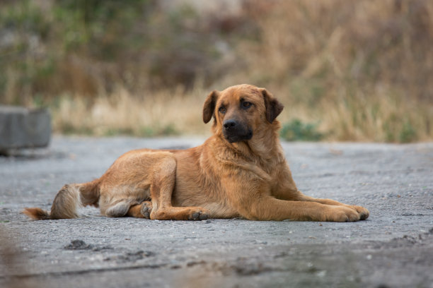 孤单狗犬小狗孤独寂寞