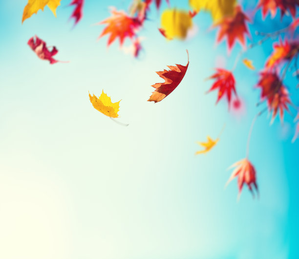 秋天的树木天空