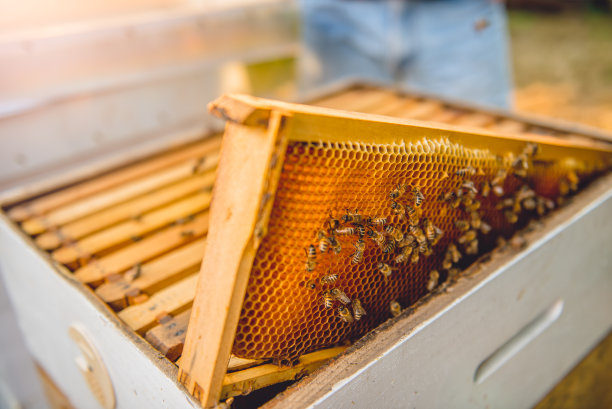 养蜂,蜂箱