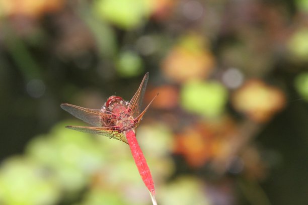 金属蜻蜓