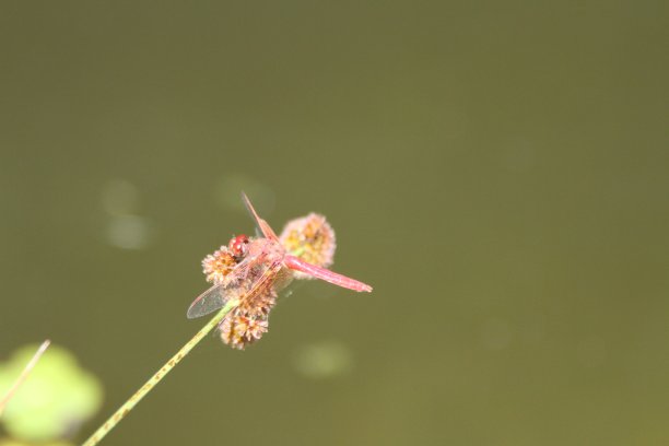 金属蜻蜓