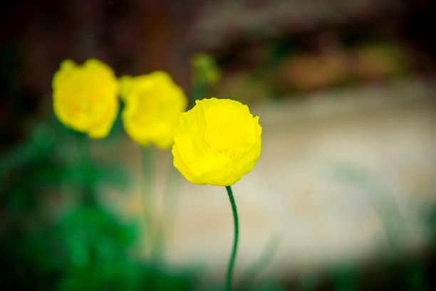 油菜花开