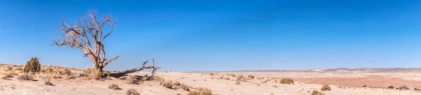 沙漠平原