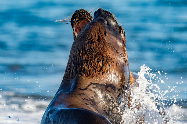 南美海狮