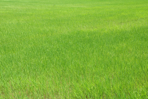 农民种田农民耕田情景