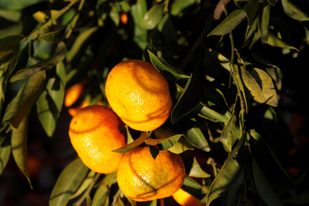 三农橘树