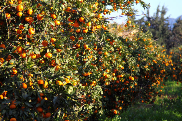 橙果树