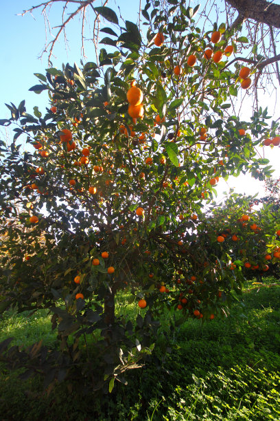 金橘树