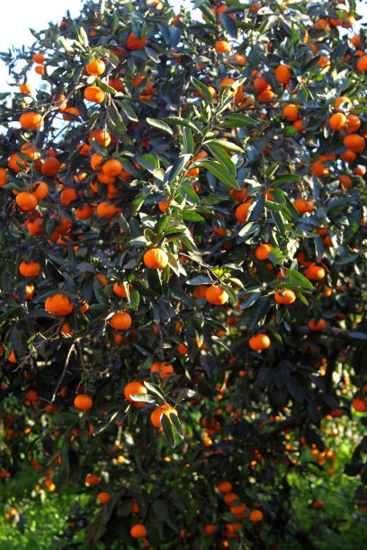 橙果树