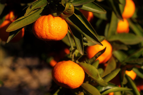 橘子成熟