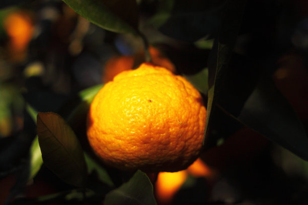 橘子枝头